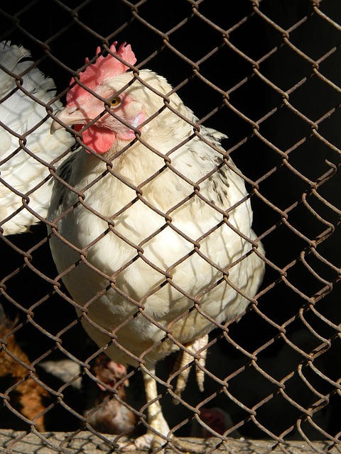 NBA火箭队一次次打了我的脸，常规赛最终排名应该不会跌出前四名​.